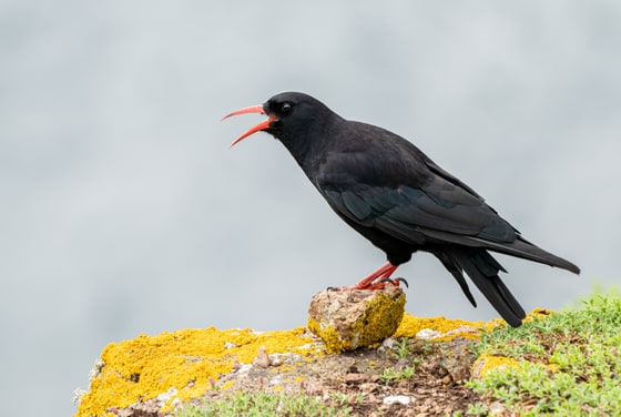 Red-billed Chough photograph
