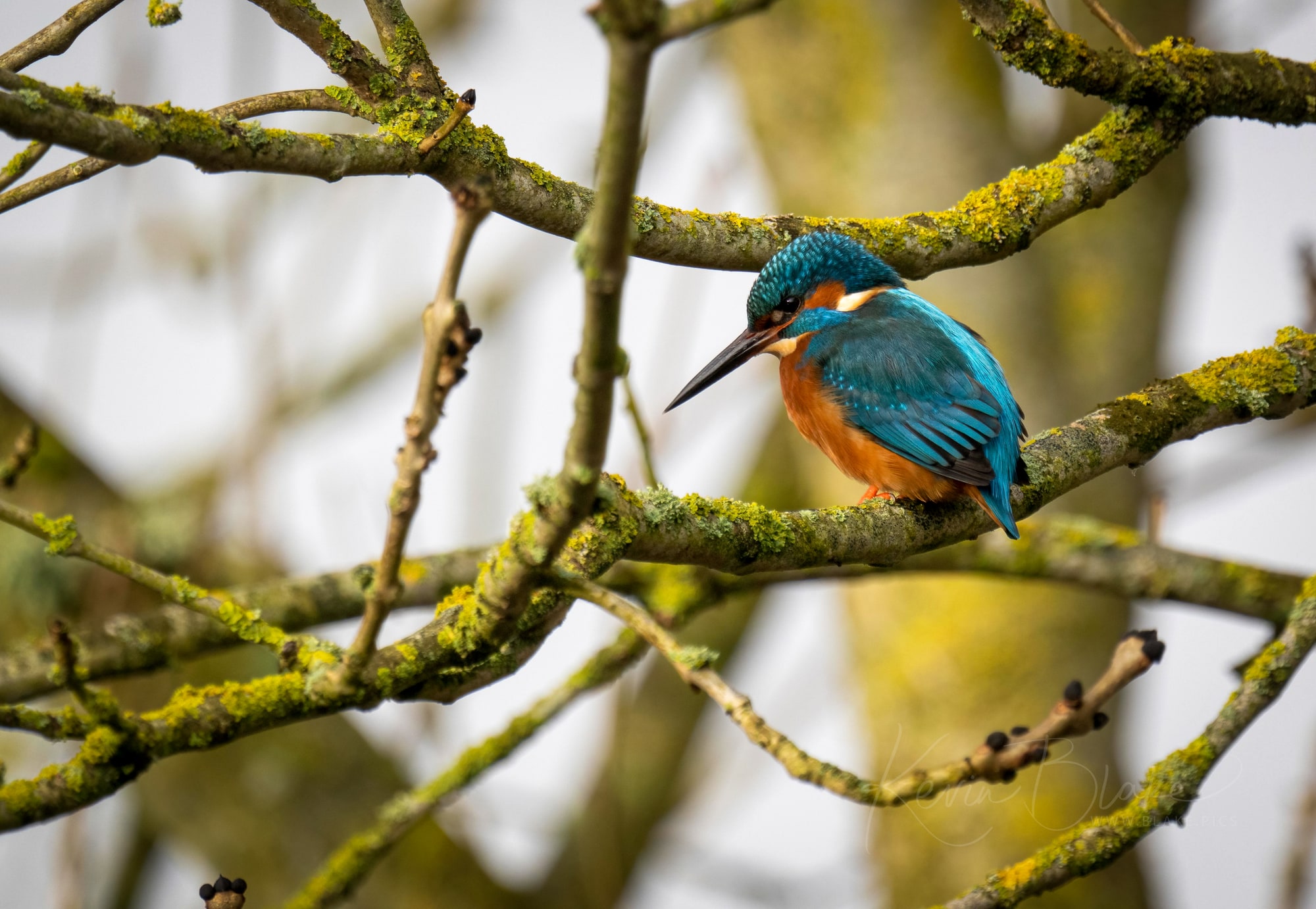 Kingfisher Brilliance