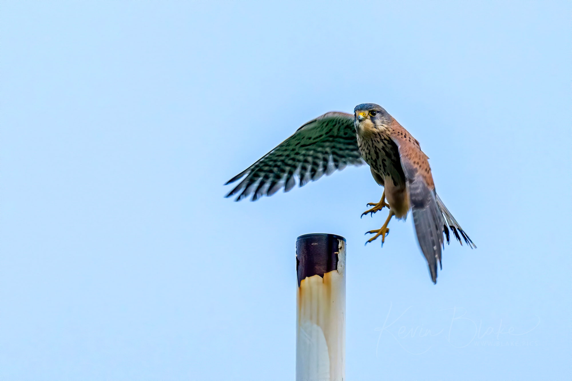 Kestrel taking flight