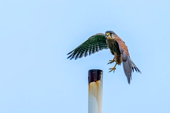 Kestrel taking flight