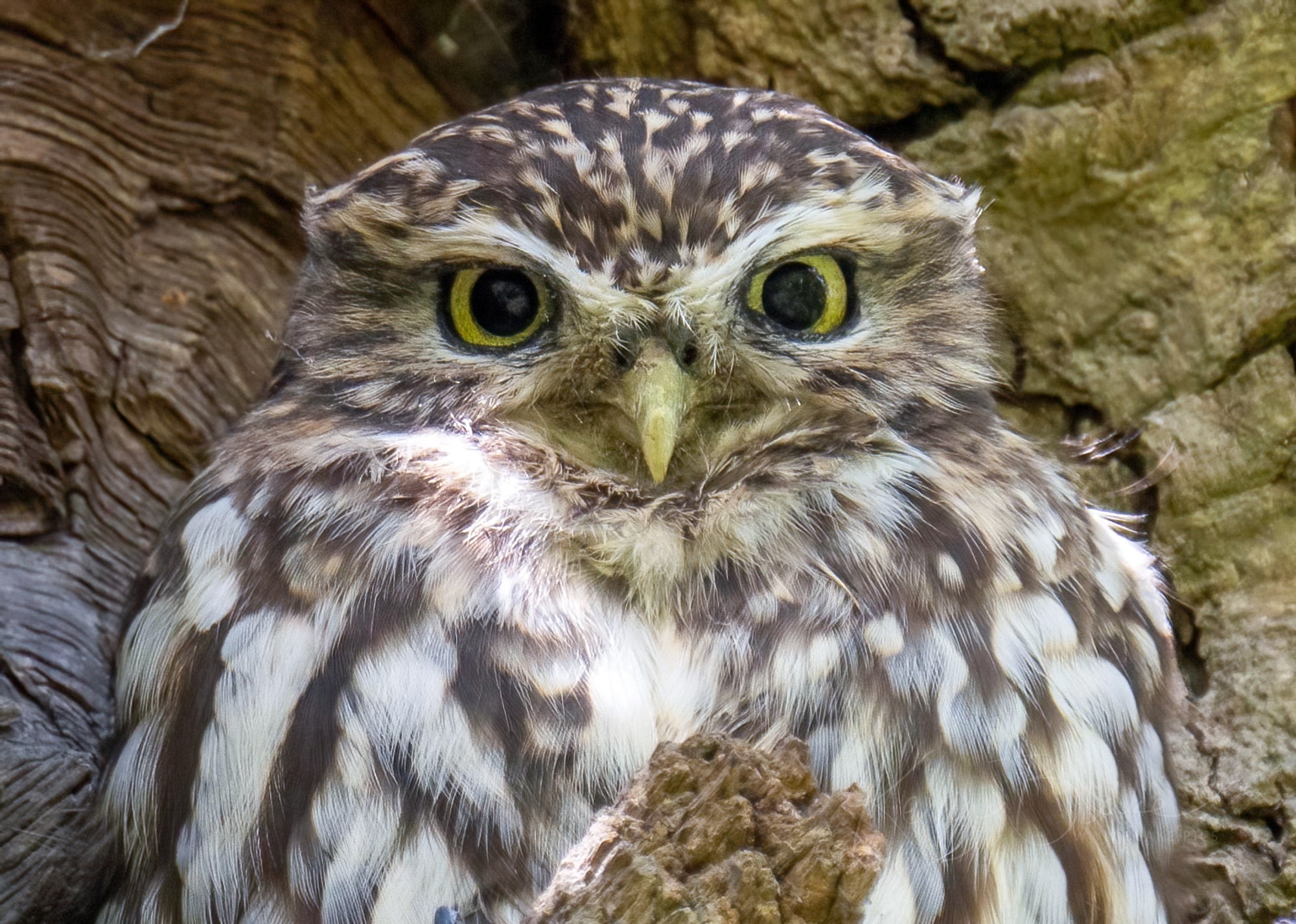 Little Owl, Cassiobury Park