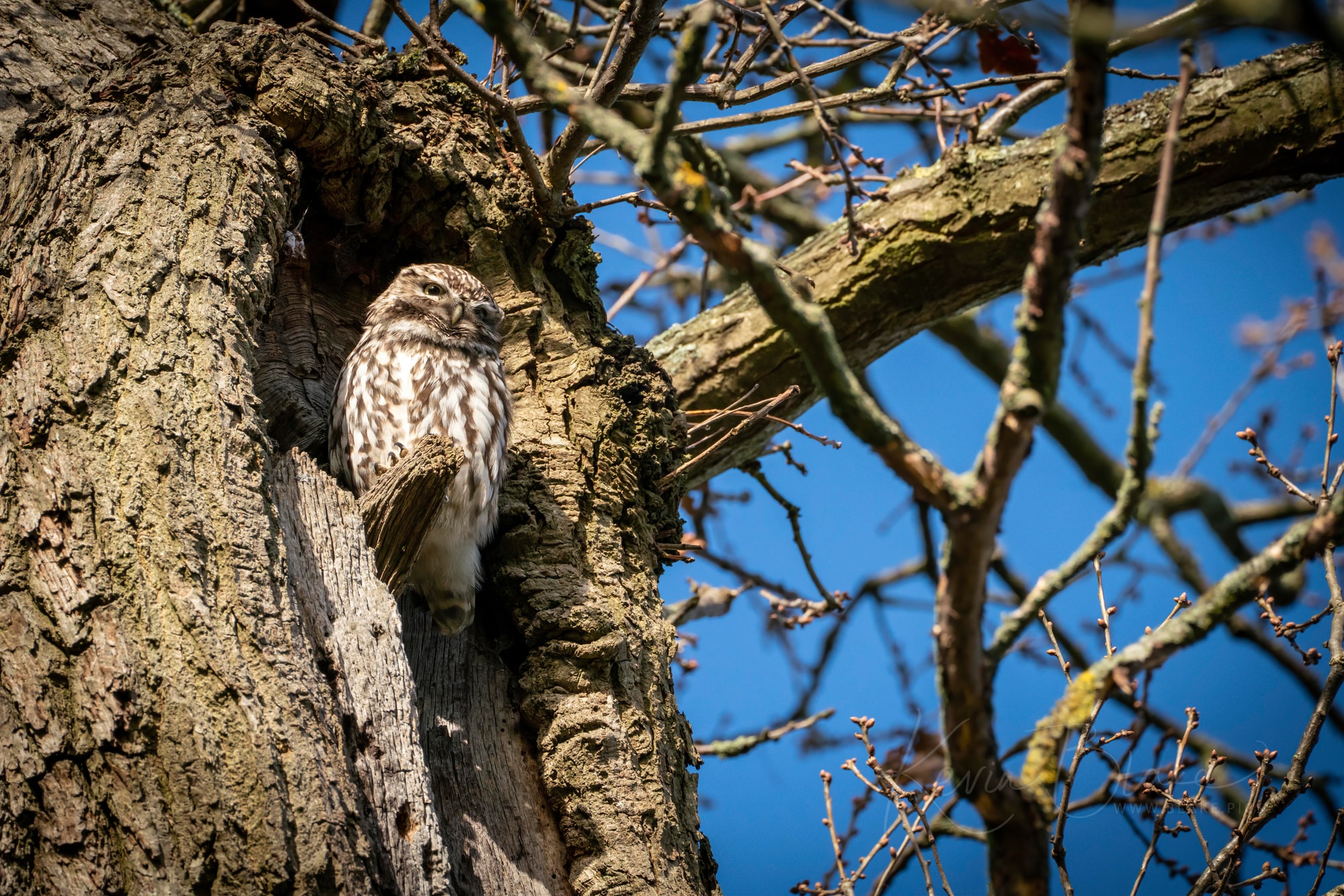 Little Owl in Cassiobury Park