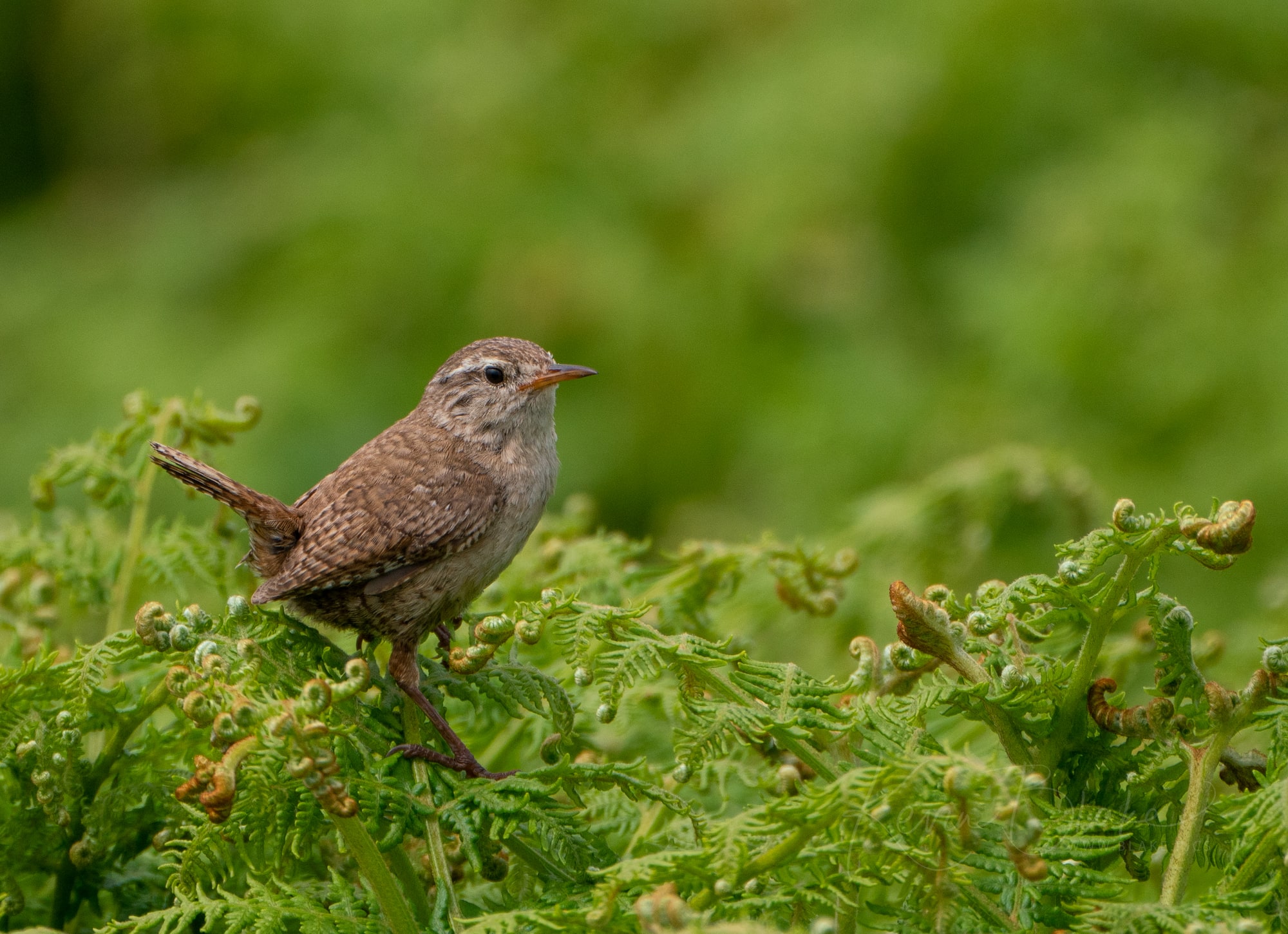 June Pembrokeshire Wren