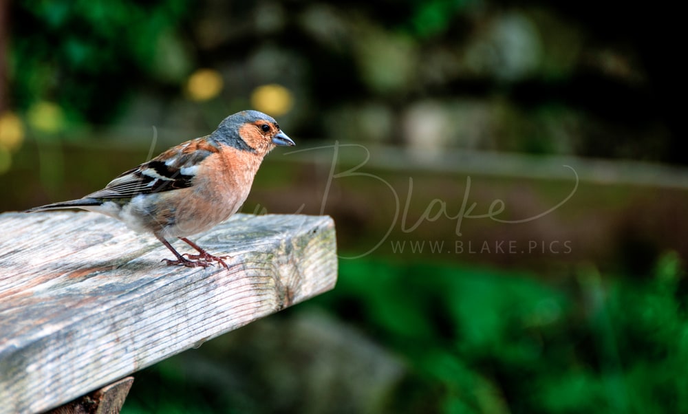 Male Common Chaffinch perched on the end of a weathered wooden plank, Lake District, UK