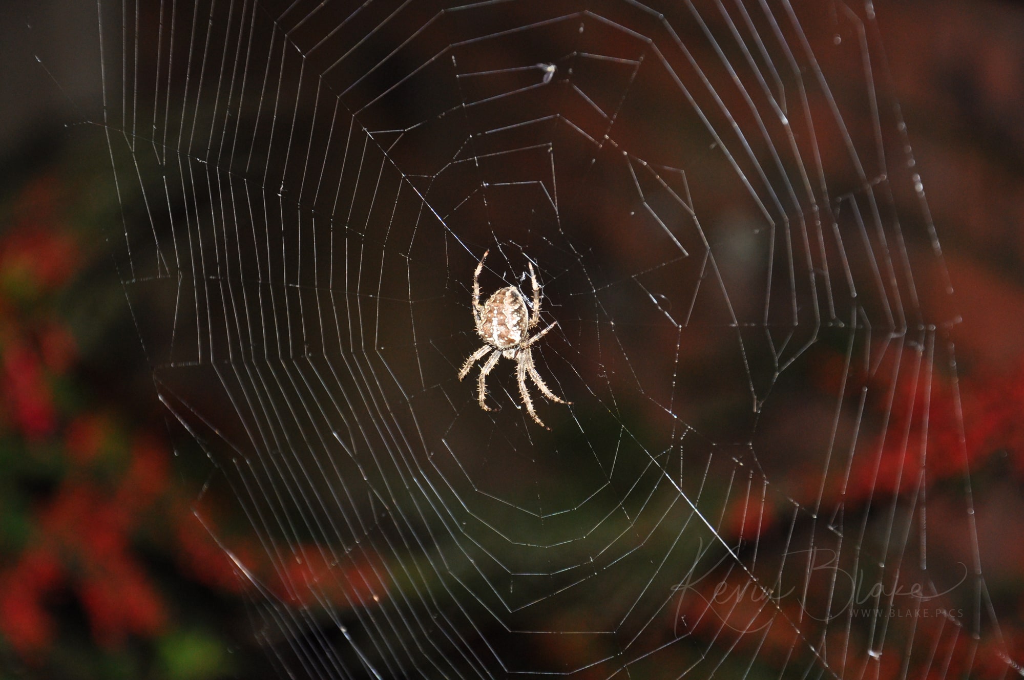 Spiders Web