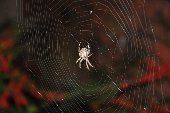 Spiders Web, photographed in 2009