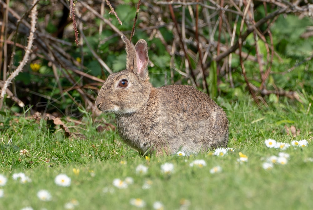 Letchworth rabbits