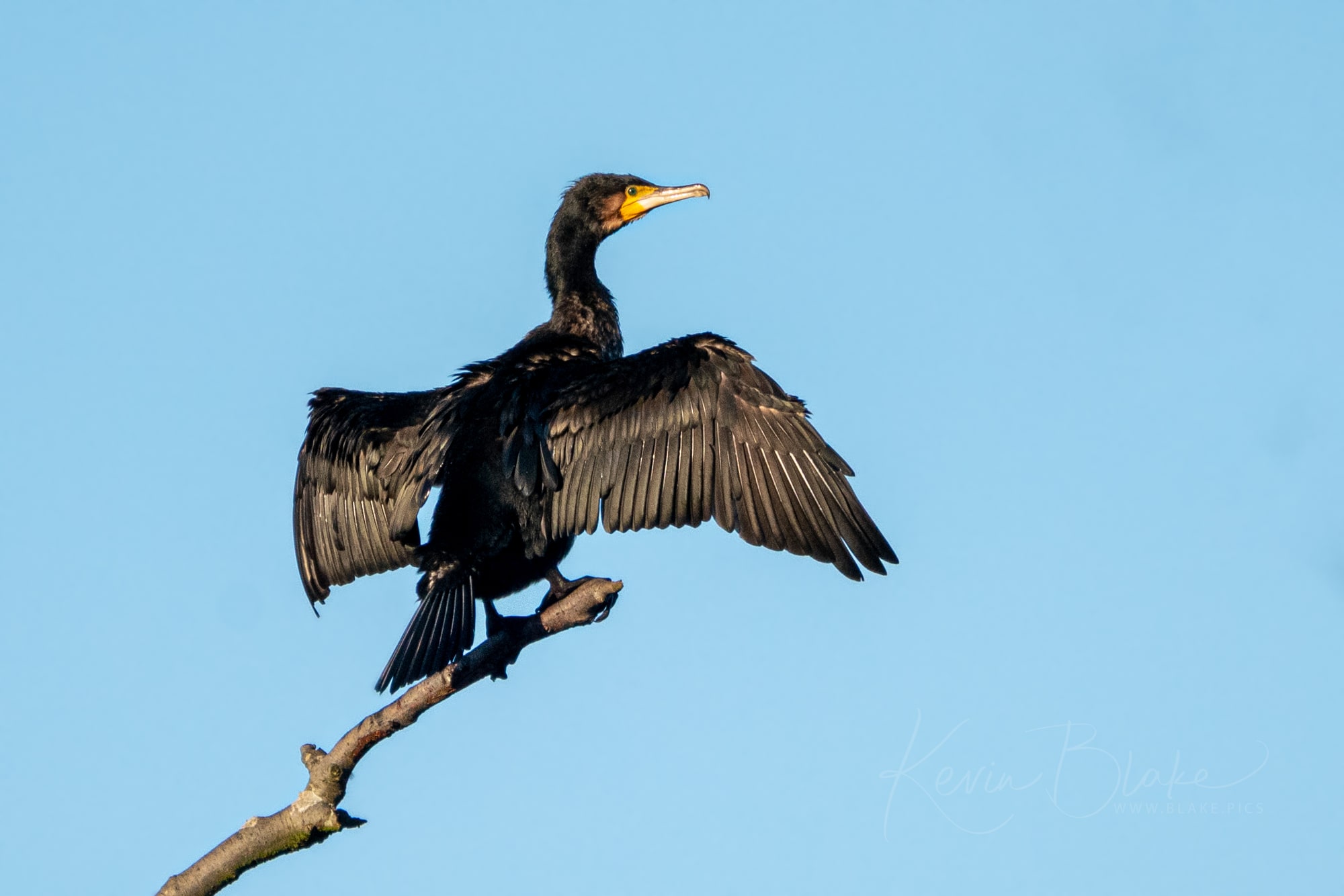 Cormorant drying its wings at Stockers Lake
