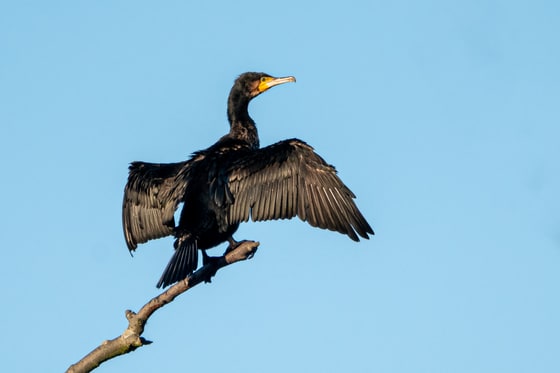 Cormorant drying its wings at Stockers Lake