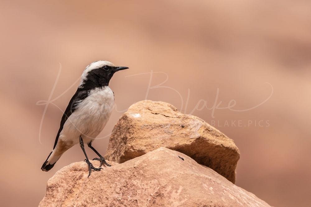 Eastern Mourning Wheatear perched on a sandstone rock, Petra, Jordan