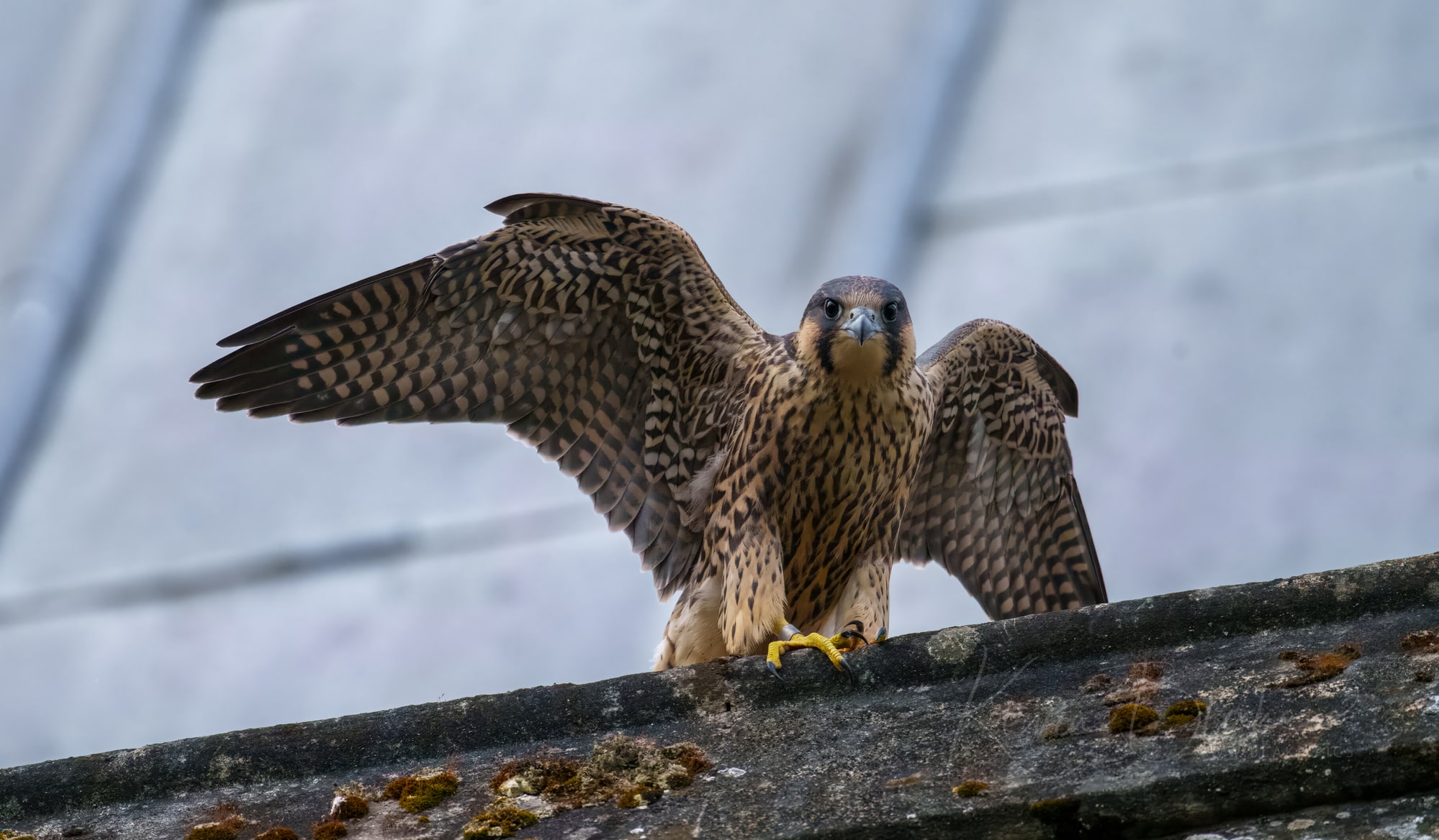 Juvenile Peregrine, St Albans, Hertfordshire, UK