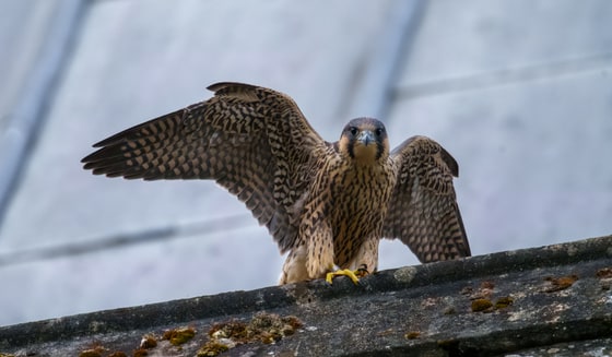 Juvenile Peregrine, St Albans, Hertfordshire, UK