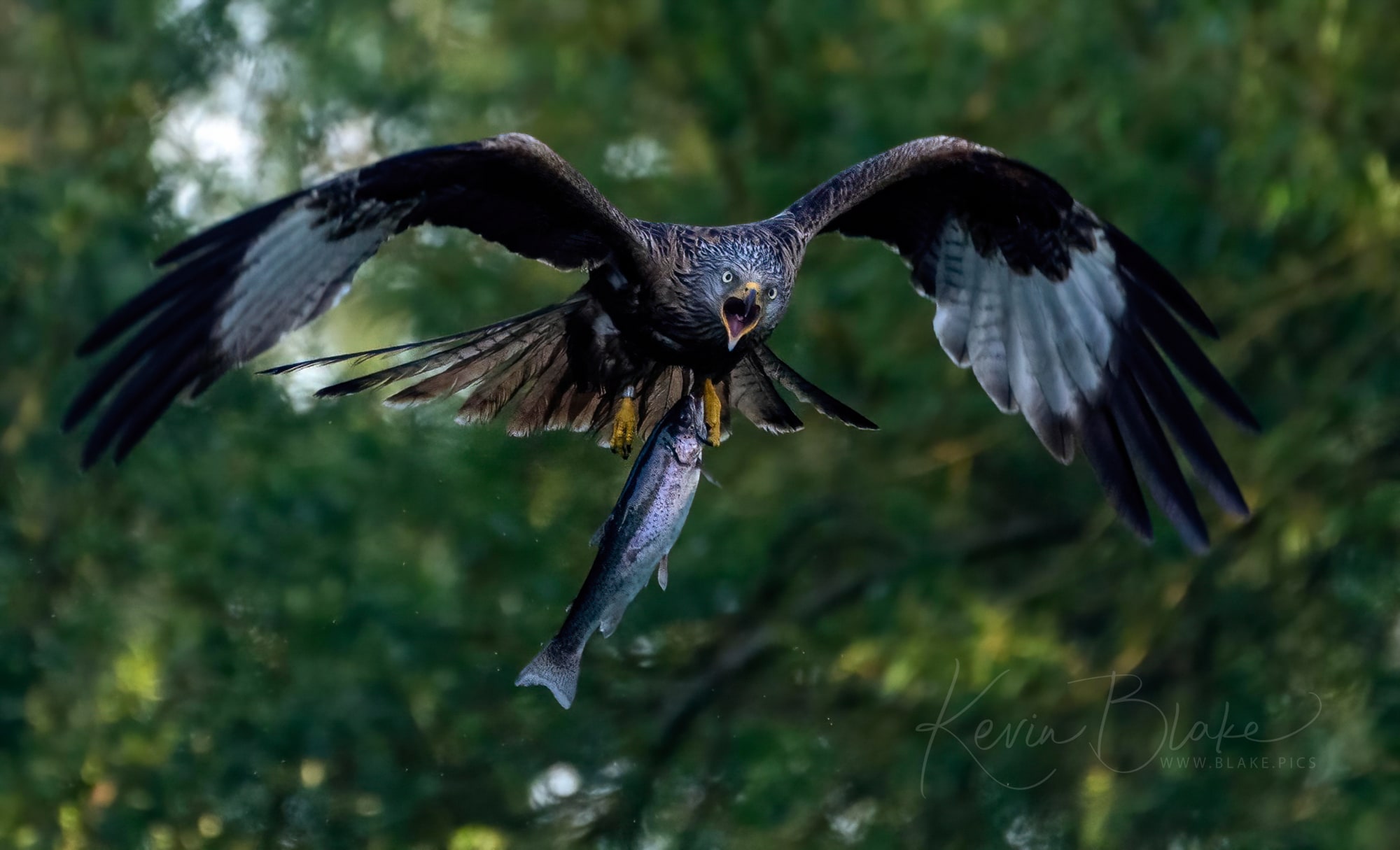 Red Kite Fishing