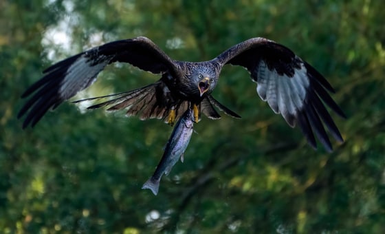 Red Kite photograph