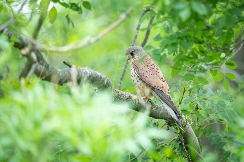 Kestrel In The Lush Green Forests Of Watford
