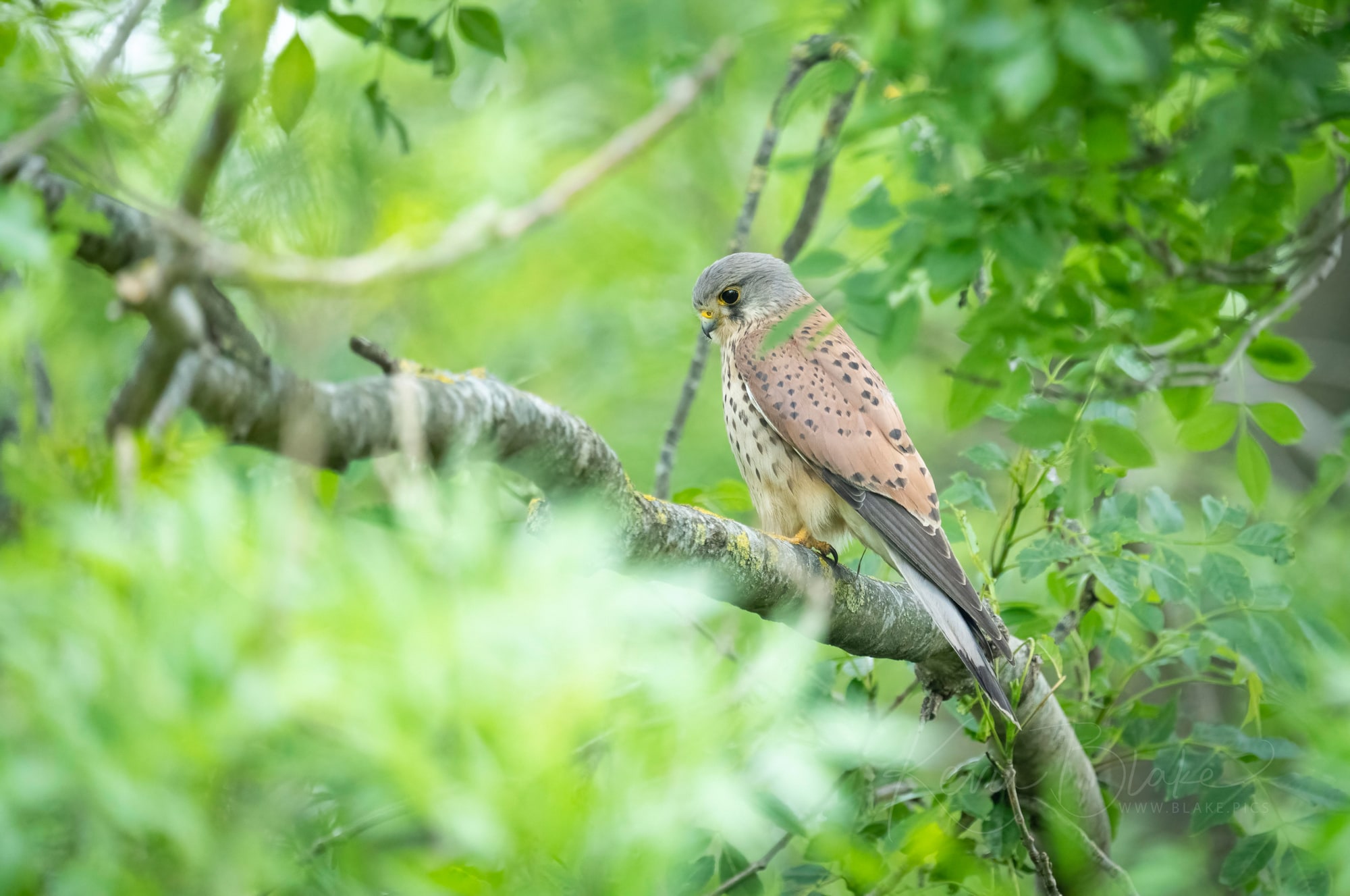 Kestrel In The Lush Green Forests Of Watford