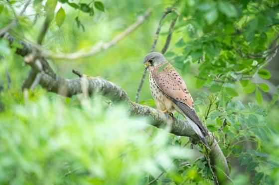 Kestrel In The Lush Green Forests Of Watford