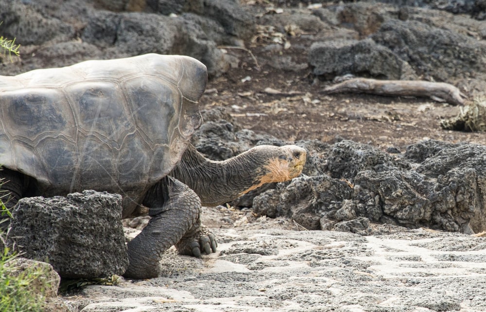 Galápagos Giant Tortoise walking over lava rocks, Galápagos, Ecuador