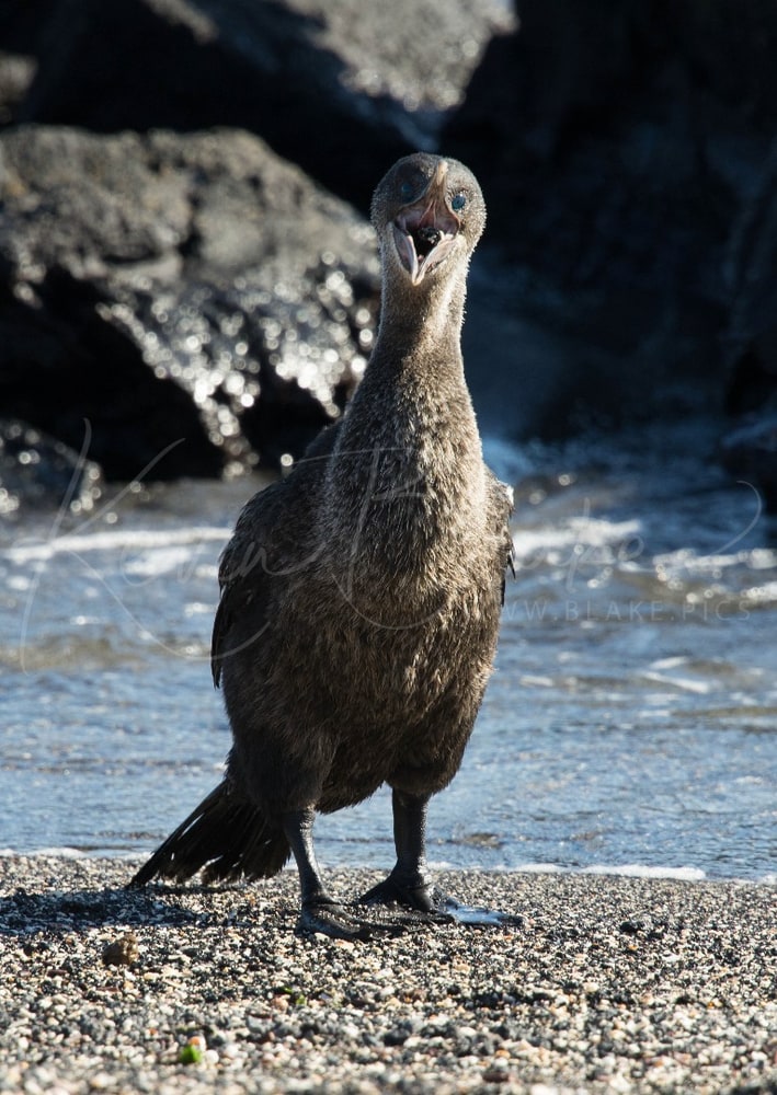 Flightless Cormorant standing on a pebble beach by the water, Galápagos, Ecuador