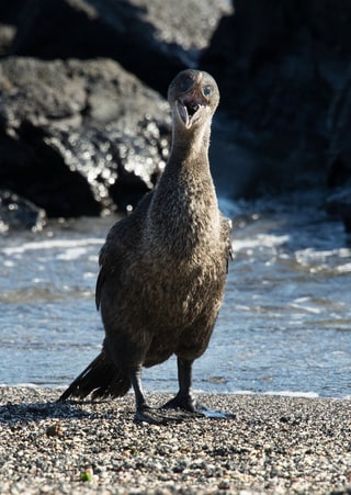 Flightless Cormorant standing on a pebble beach by the water, Galápagos, Ecuador