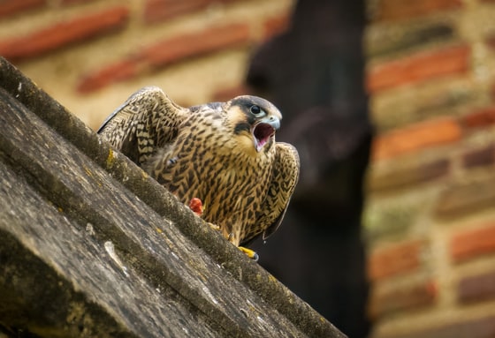 Juvenile Peregrine, St Albans, Hertfordshire, UK