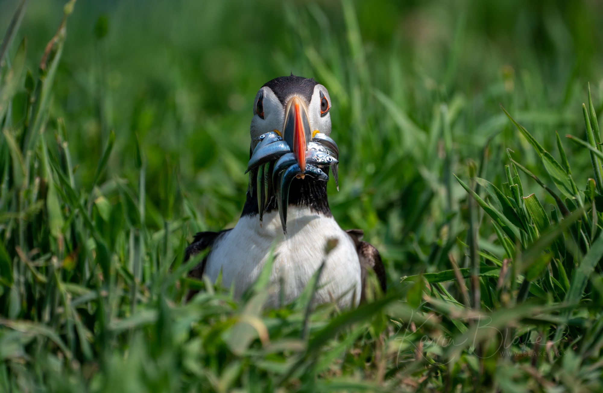 Puffin returning home with sandeels