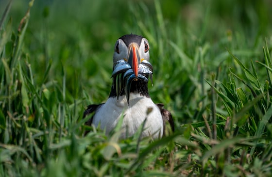 Puffin returning home with sandeels