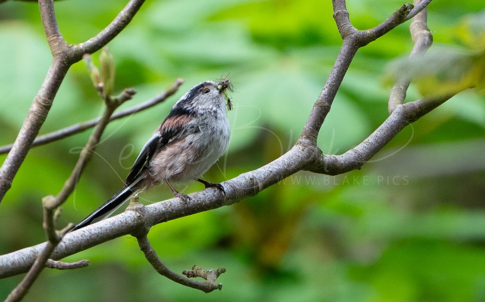 Long-tailed Tit with insects in its bill perched on a branch, Cassiobury Park, Watford