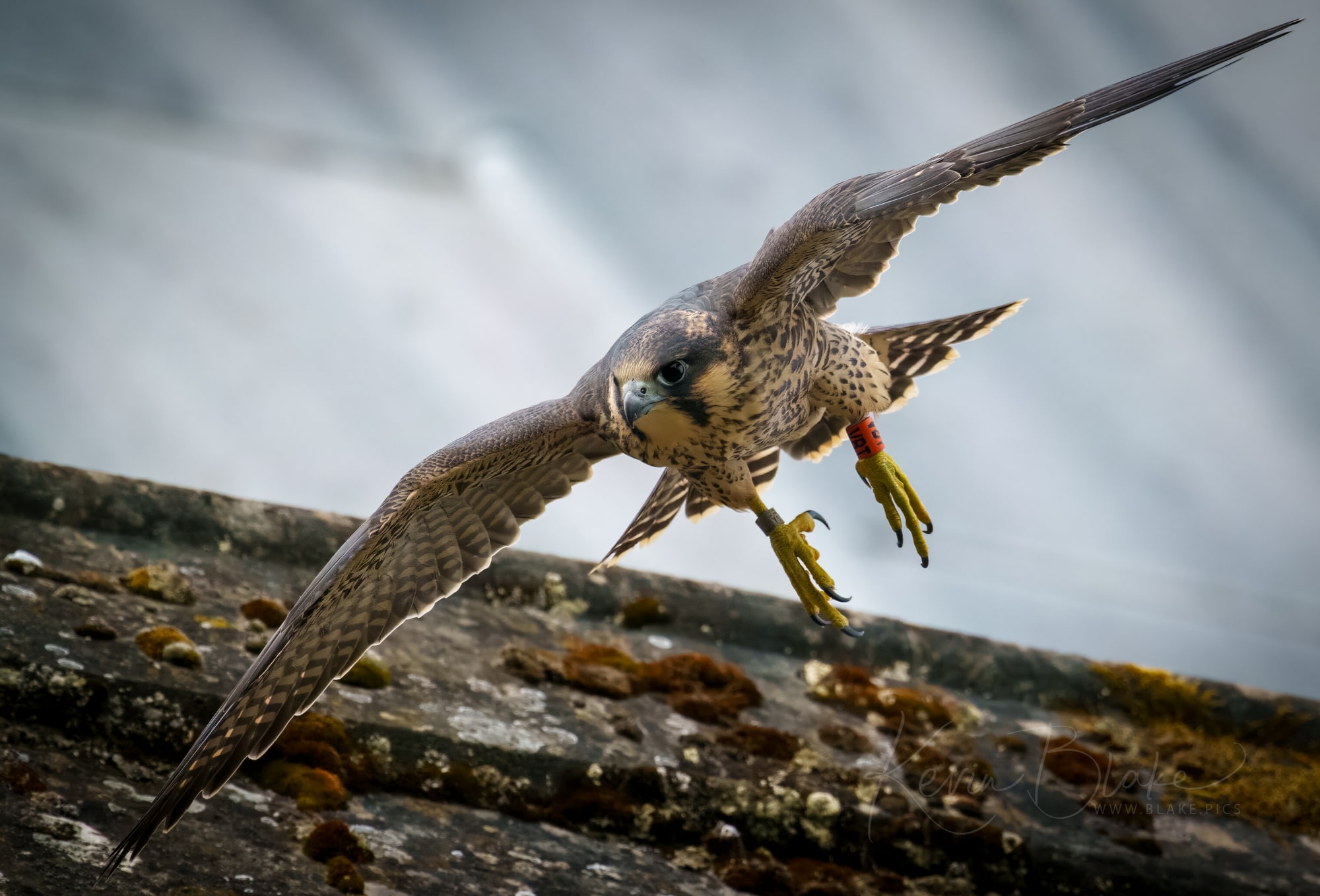 Peregrine Falcon Fledgling in Flight, St Albans Abbey, Herts