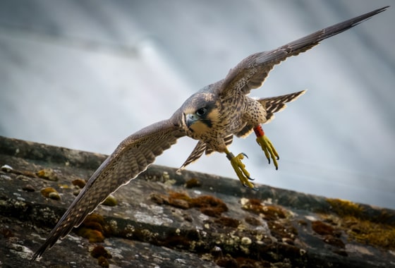 Peregrine Falcon Fledgling in Flight, St Albans Abbey, Herts