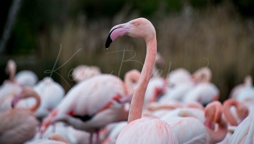 Greater Flamingo raising its head above a resting flock