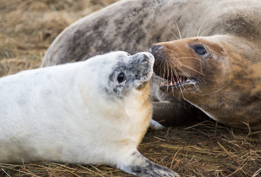 Seals at Donna Nook