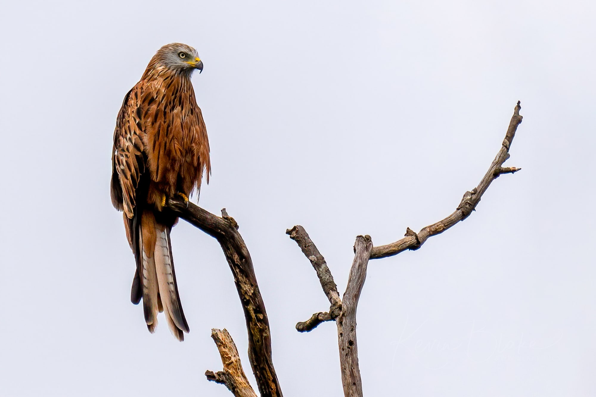 Red Kite Portrait