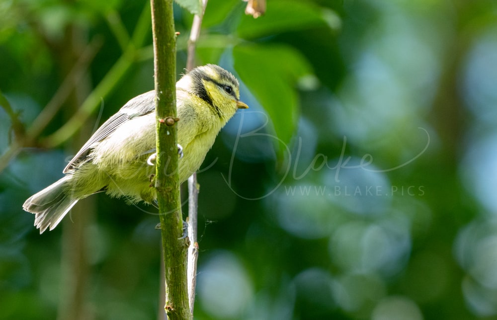 Juvenile Eurasian Blue Tit clinging to a stem among leaves, Rickmansworth Aquadrome, Hertfordshire