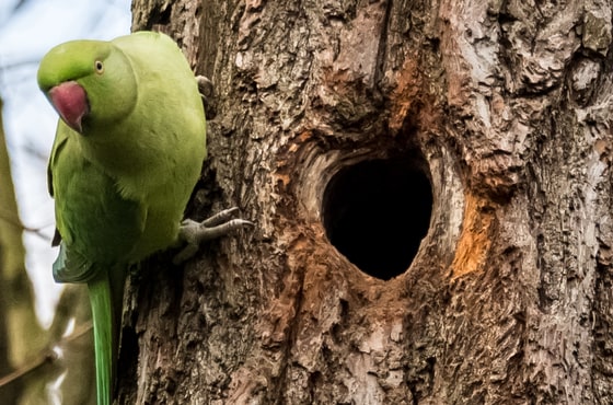 Parakeet in Russia Dock Woodlands