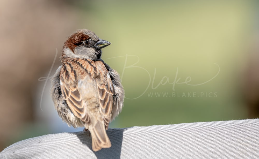 Male House Sparrow perched on a grey cushion, Dead Sea, Jordan