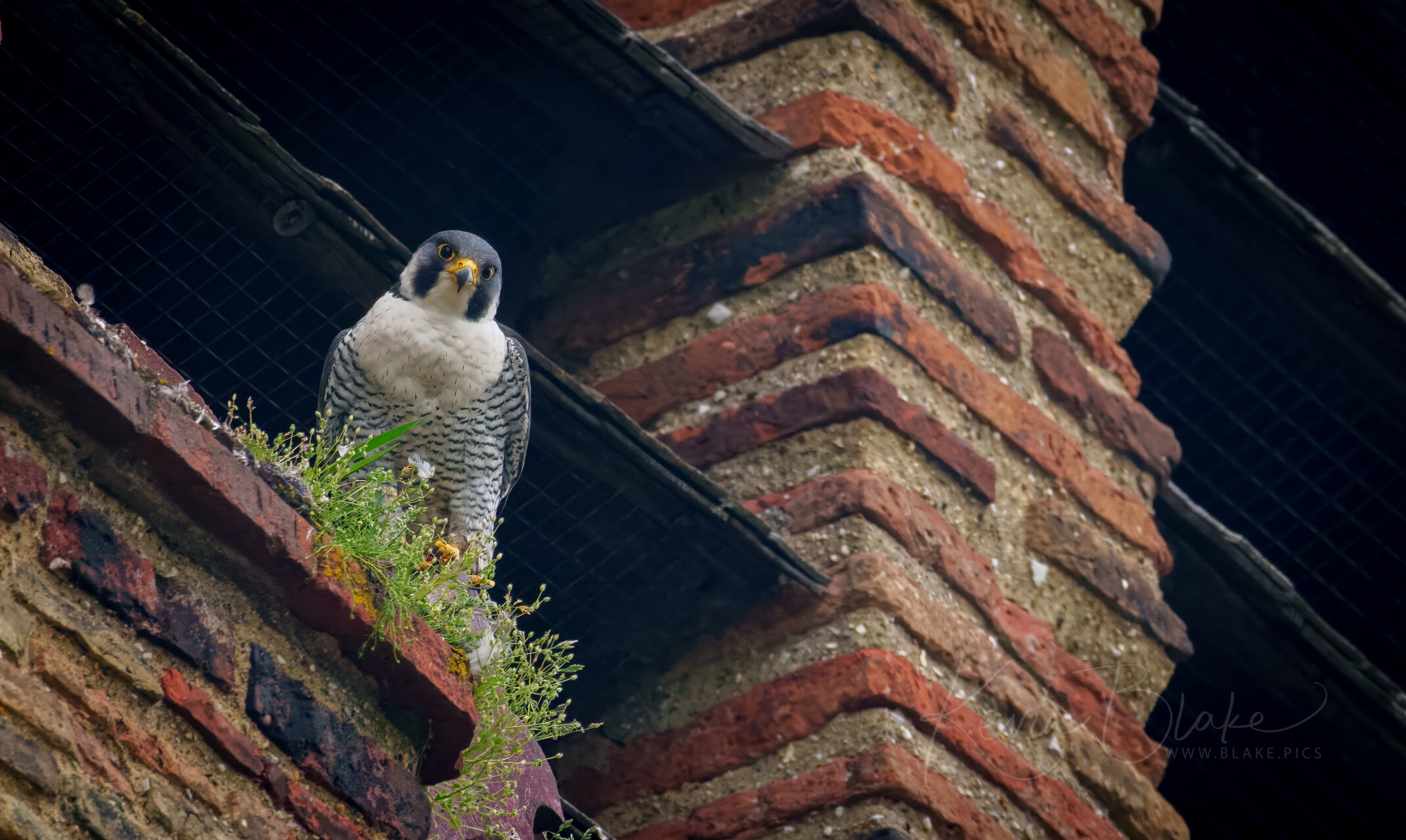 Peregrine Falcon, St Albans Abbey