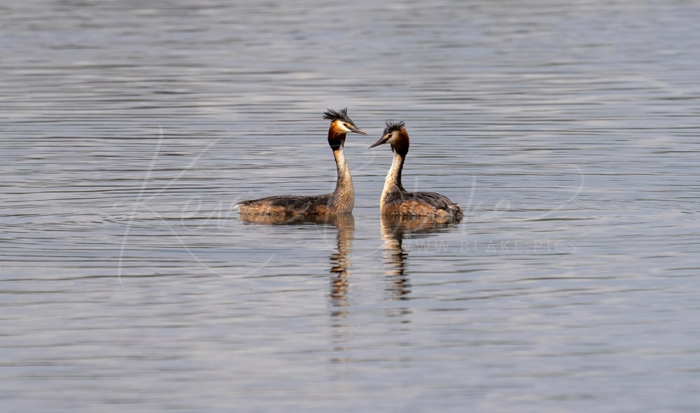 Two Grebes on Stockers Lake, Rickmansworth