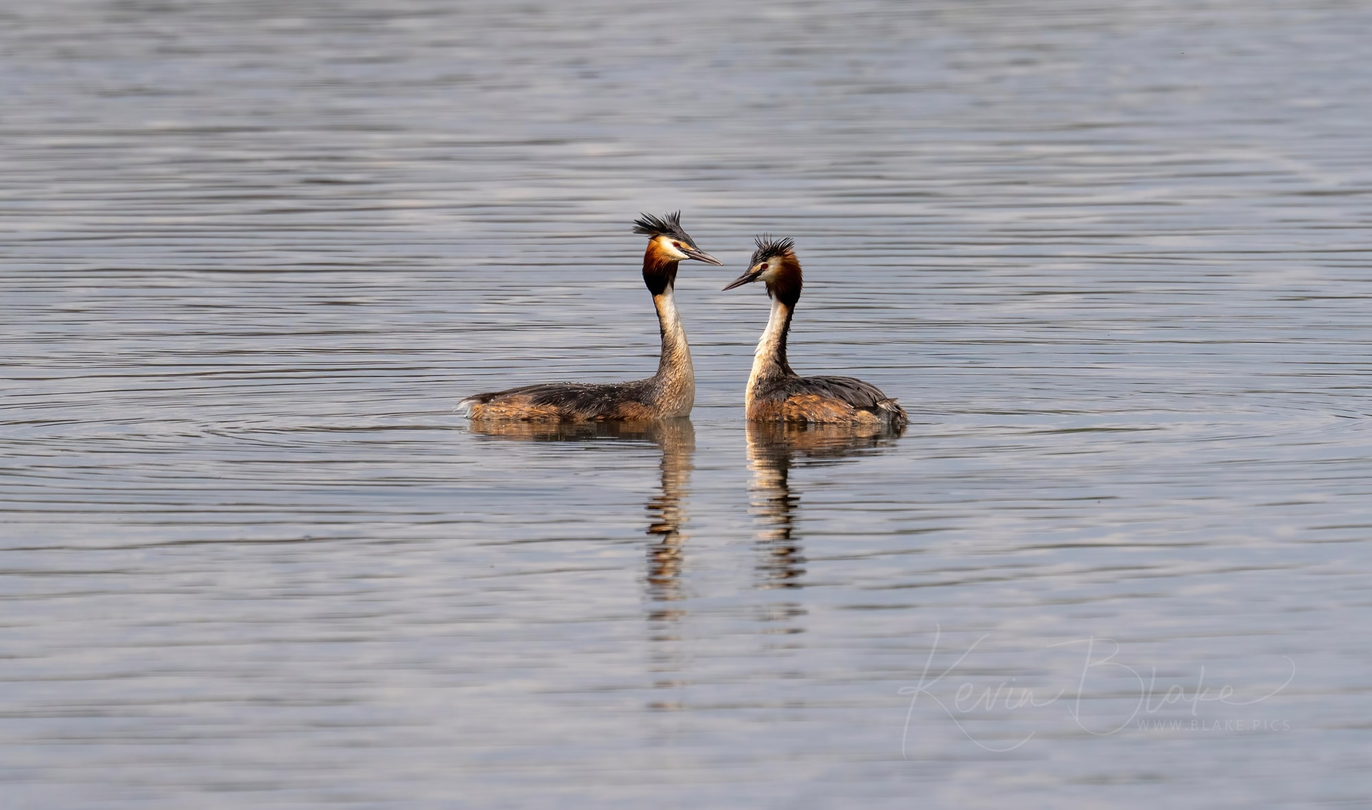 Two Grebes on Stockers Lake, Rickmansworth