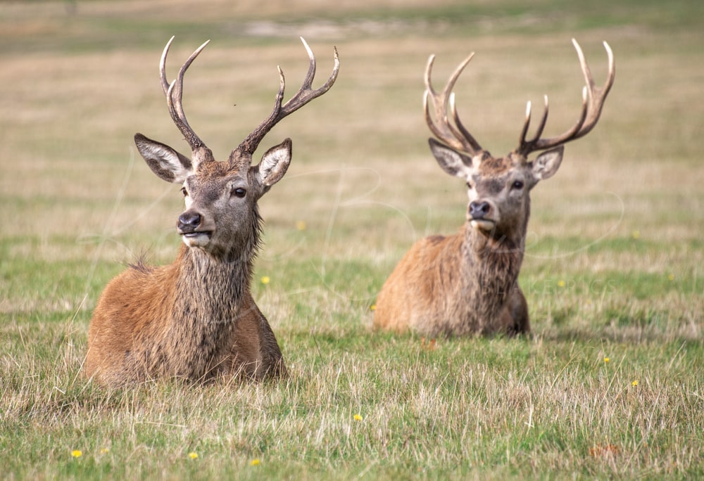 Two Red Deer stags lying side by side in the grass, Richmond Park, London