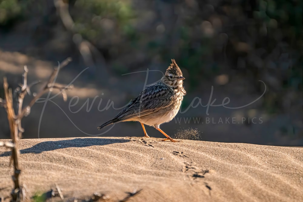 Crested Lark Kicking Up Sand In The Souss Massa National Park, Morocco