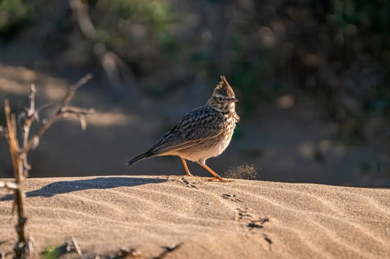 Crested Lark photograph