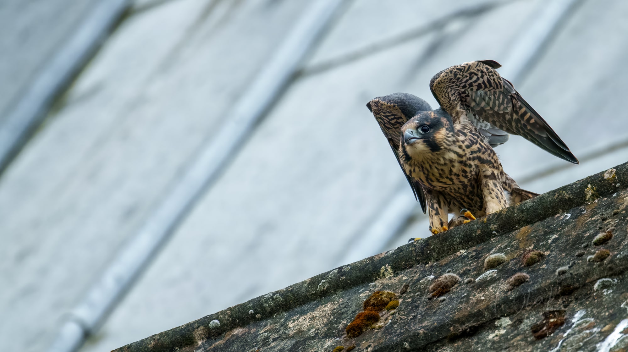 Juvenile Peregrine, St Albans, Hertfordshire, UK