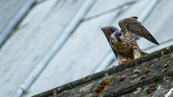 Juvenile Peregrine, St Albans, Hertfordshire, UK