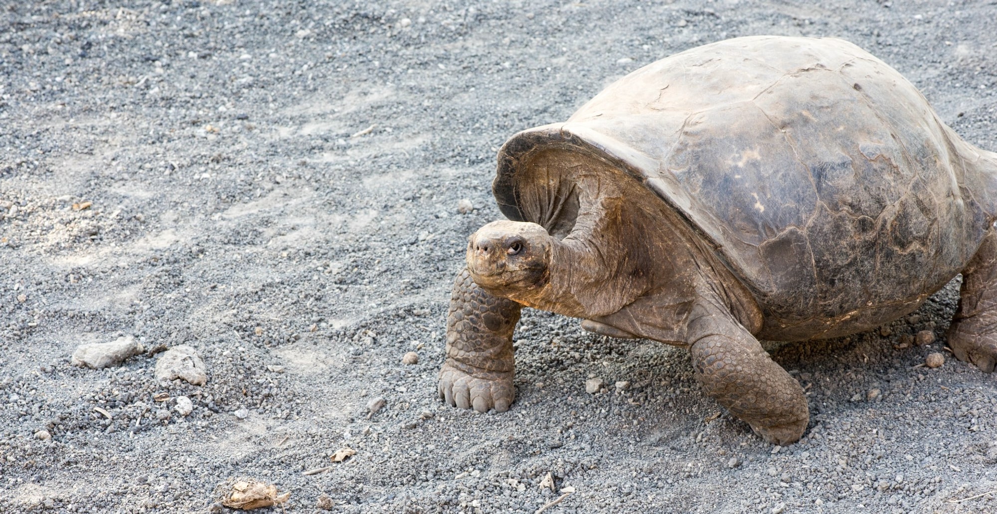 Galapagos 27