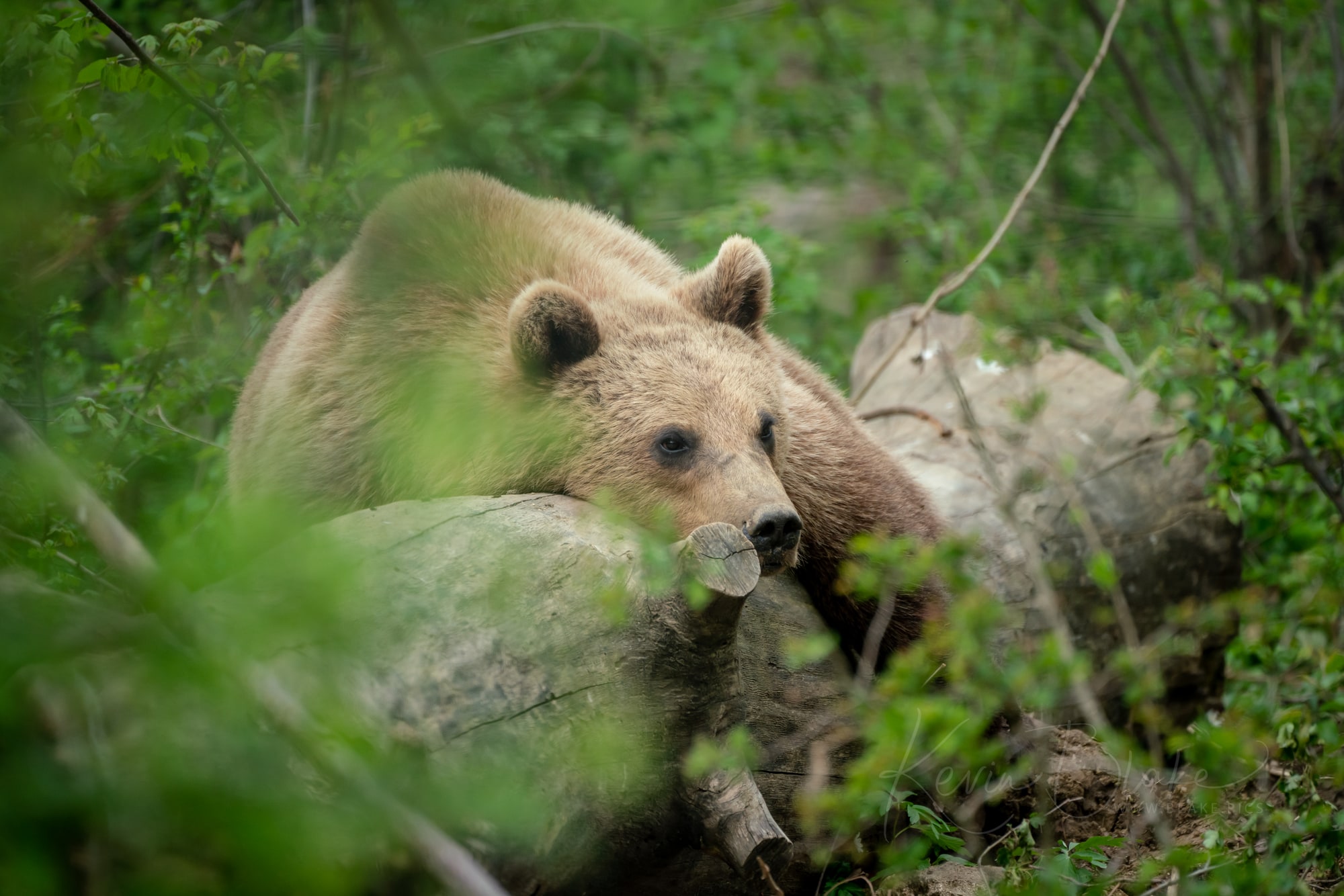 Libearty Bear Sanctuary