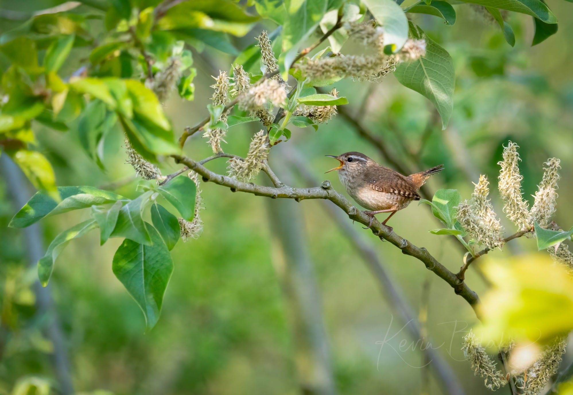 Tiny Wren singing for spring