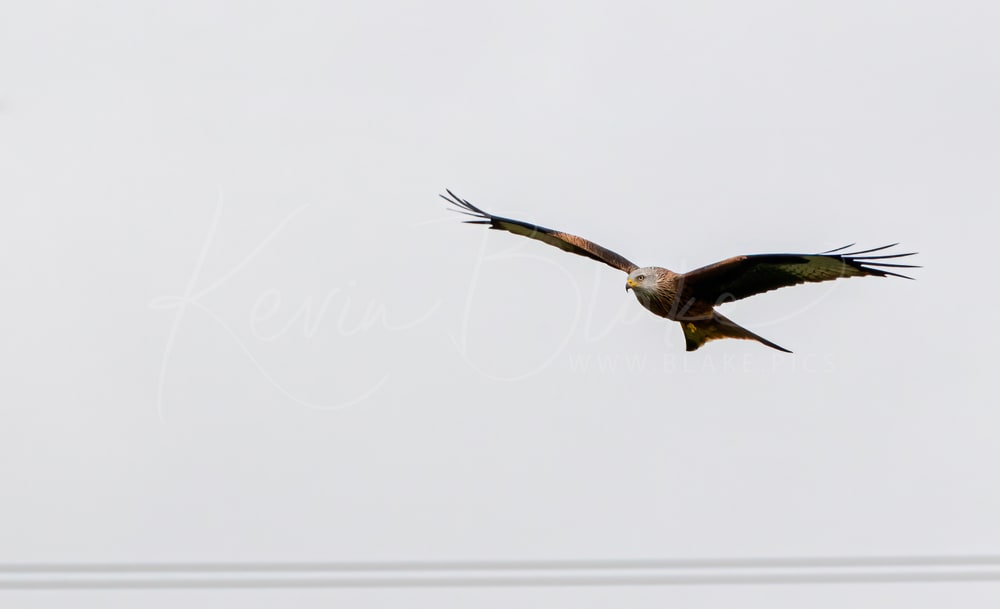 Red Kite, Knutsford Playing Fields, Watford