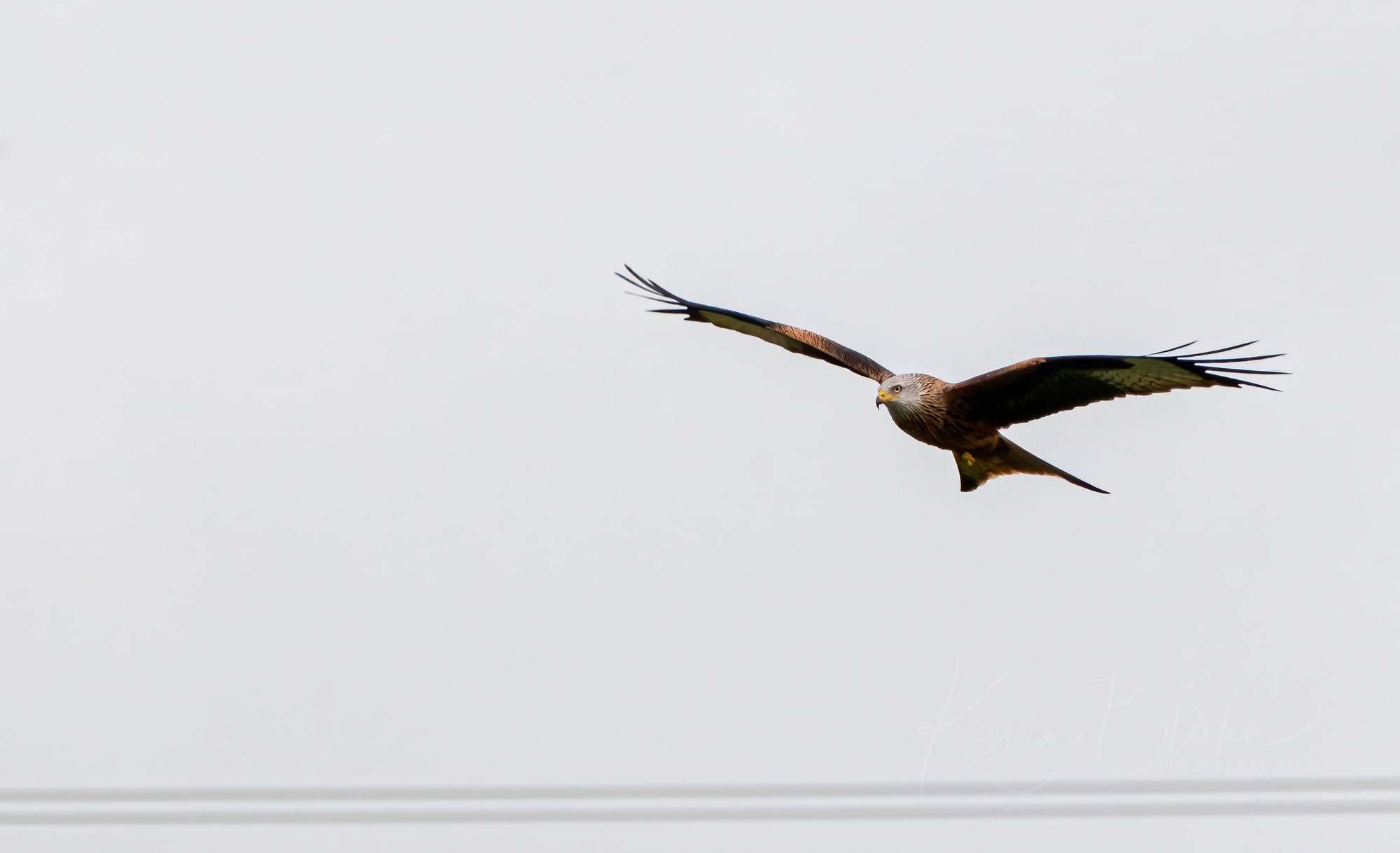 Red Kite, Knuttsford Playing Fields, Watford