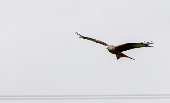 Red Kite, Knuttsford Playing Fields, Watford
